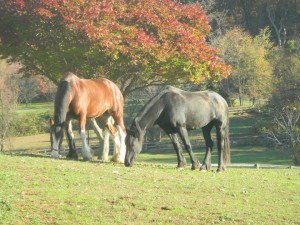 Equine Reproduction and Breeding in Maryland | Monocacy Equine