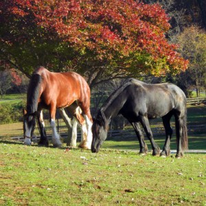 Equine Dentistry and more in Maryland