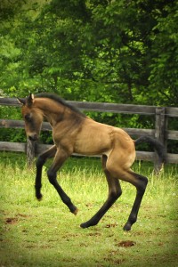Equine Vaccinations and Deworming in Maryland