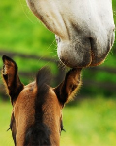 Equine Reproduction & Breeding in Maryland