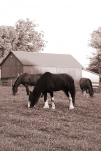 Equine Healthcare and Dentistry in Maryland