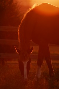 Equine Clinic in Maryland