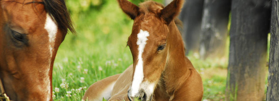 Monocacy Equine Veterinary Clinic-Equine Dentistry in Maryland