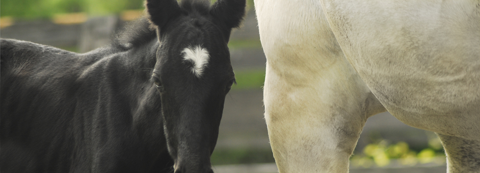 Equine Dentistry in Maryland