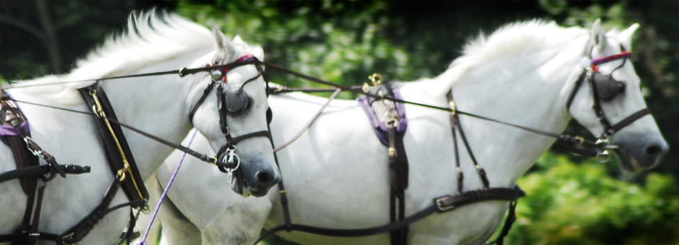 Monocacy Equine Dentistry in Maryland