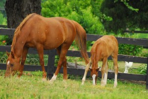 Equine Veterinary Services and Dentistry in Maryland