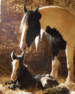 Loving Horses at our Equine Clinic in Maryland