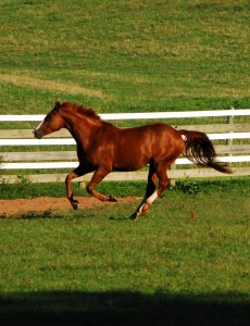 Equine Sports Medicine and Equine Dentistry in Maryland