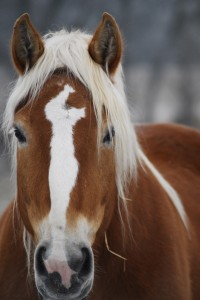 Equine Clinic in Maryland