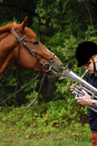 Equine Dentistry in Maryland | Monocacy Equine